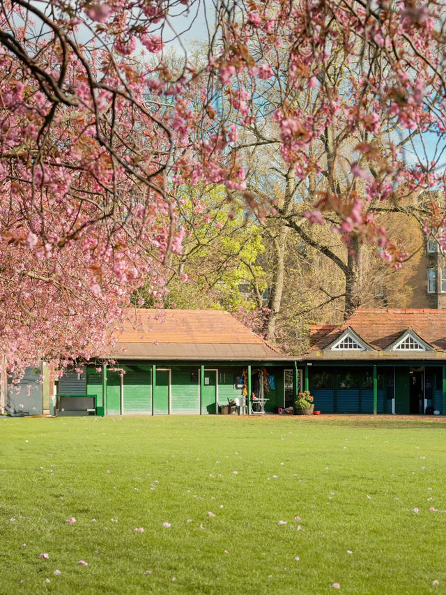 🌸 Edinburgh The Meadows: One of the Most Popular Cherry Blossom Spots 