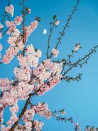 🇩🇪 Munich in Bloom | Sakura Serenity in Bavaria