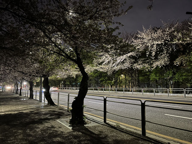 四月來首爾體驗櫻吹雪🌸