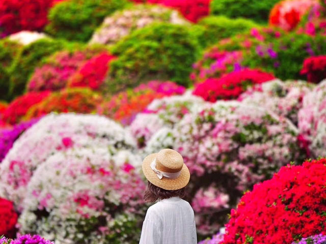 Lễ hôi Hoa Đỗ Quyên