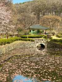 “Petals Over the Pavilion: Namganjeongsa’s Timeless Spring Elegance”