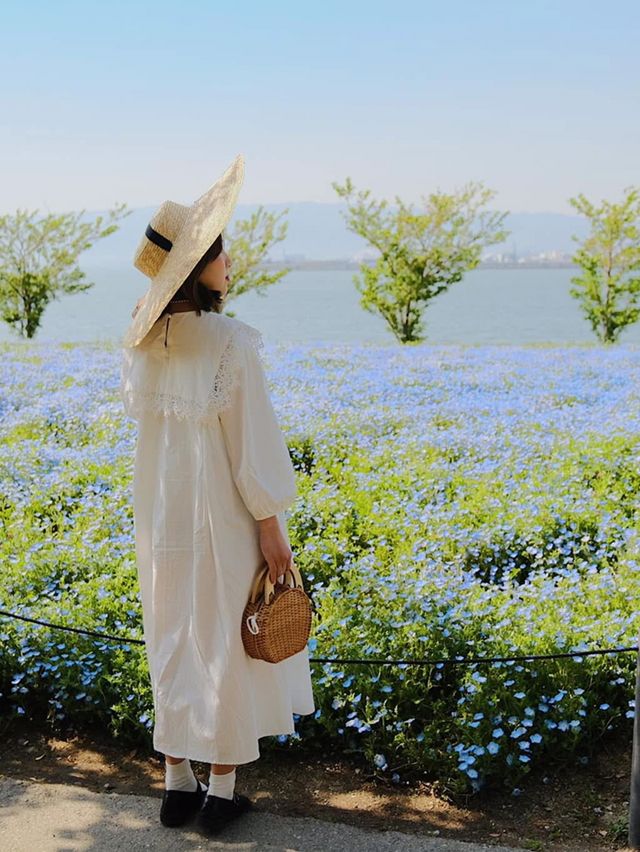 Nemophila-Công viên ven biển Maishima