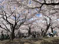 五稜郭公園櫻花滿開