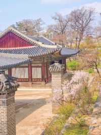💕서울 가족과 함께 걷기좋은 코스 추천 창경궁🪾
