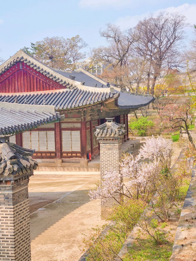 💕서울 가족과 함께 걷기좋은 코스 추천 창경궁🪾