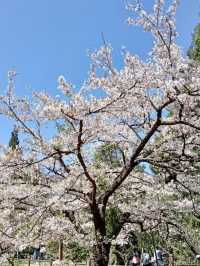 櫻雪靜山林：阿里山春日物語