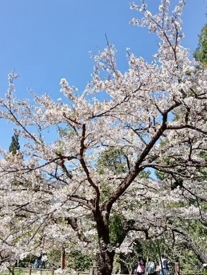 櫻雪靜山林：阿里山春日物語