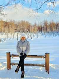 Frozen Beauty & Fairy Lights: Winter Road Trip from Asahikawa to Biei & Furano