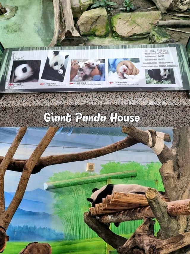 Taipei Zoo 🦓🦒🦚🦡🦘🦛🦙