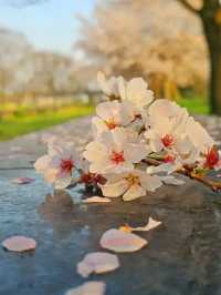 Gwangju in Bloom: A Tranquil Cherry Blossom Escape