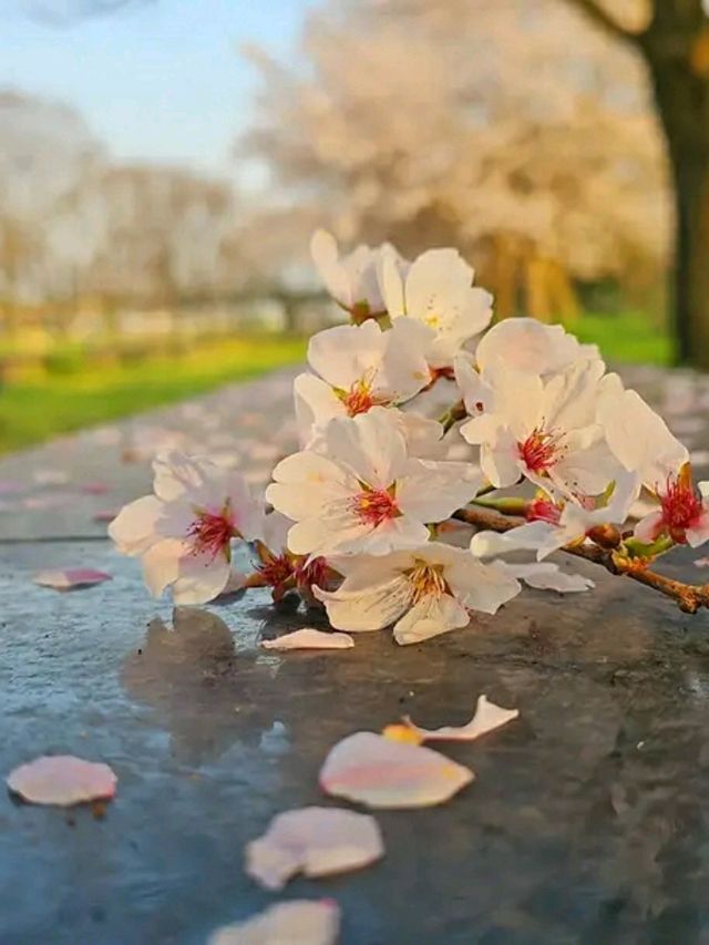 Gwangju in Bloom: A Tranquil Cherry Blossom Escape