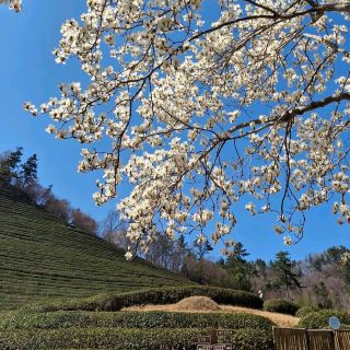 Boseong Green Tea Fields (Boseong)