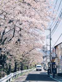 🌸 Spring in Kansai — Finally Became a Cherry Blossom Royalty! 🌸
