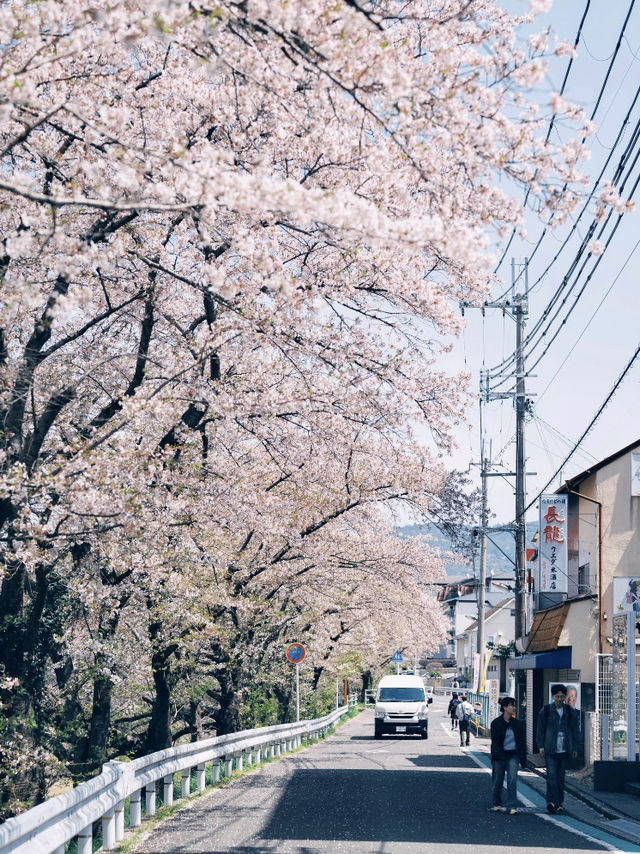 🌸 Spring in Kansai — Finally Became a Cherry Blossom Royalty! 🌸