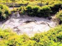 #波胡圖間歇噴泉Pohutu Geyser -紐西蘭羅託魯瓦