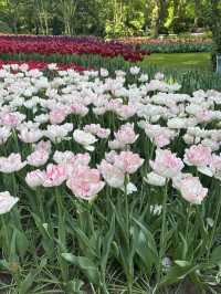 【オランダ】チューリップ🌷