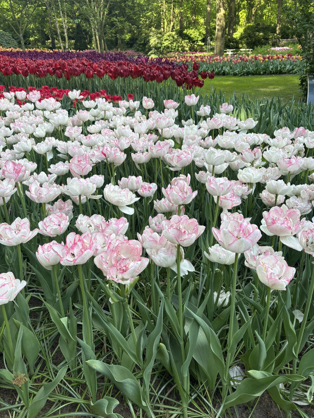 【オランダ】チューリップ🌷