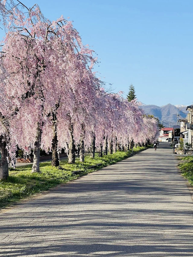 The Nicchusen Rows of Weeping Cherry Trees