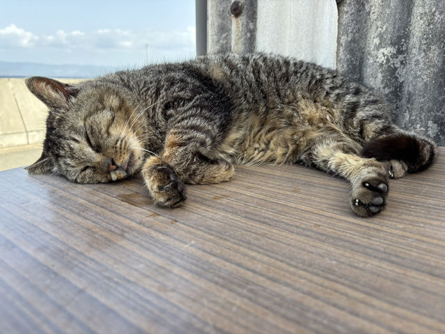 世界六大貓島之一🐱🐱🐱🐱🐱貓奴天堂🥰