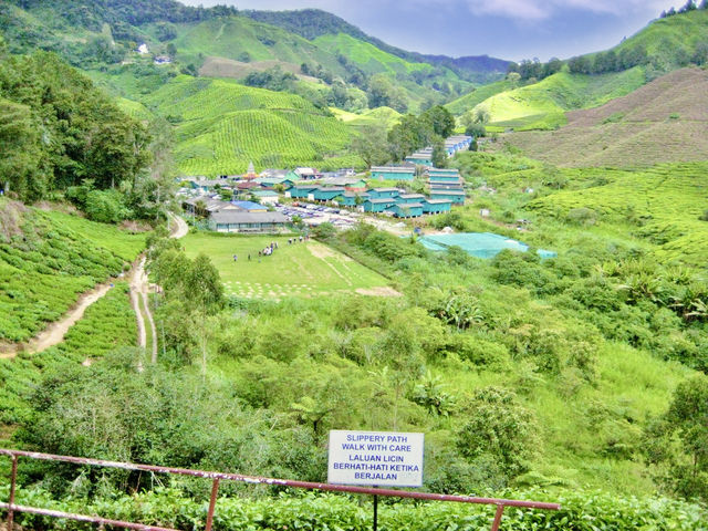 Art of Tea: Behind the Scenes at Malaysia’s Most Iconic Plantation