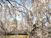 醍醐の花見　枝垂桜が美しすぎる