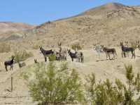 Walking Through Time in Death Valley’s Vast Landscape