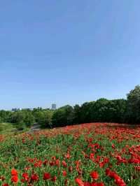 Showa Memorial Park – Tokyo’s Seasonal Wonderland