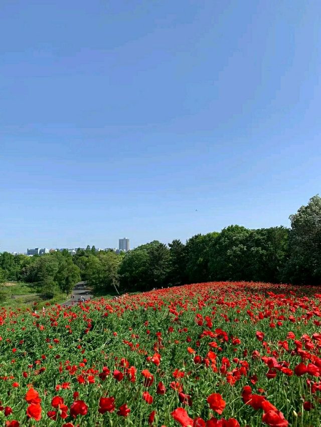 Showa Memorial Park – Tokyo’s Seasonal Wonderland