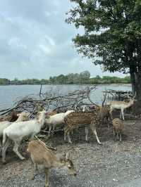 Wildlife experience in Safari World Bangkok