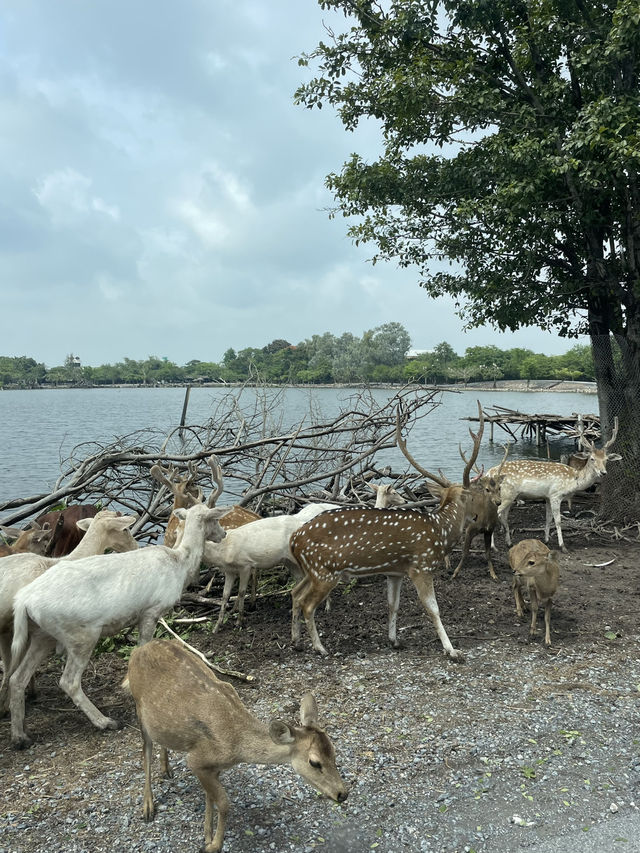 Wildlife experience in Safari World Bangkok