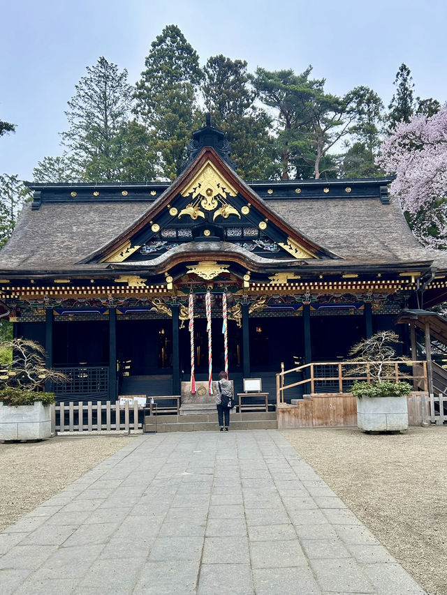 春之旅～～～～仙台賞櫻🌸