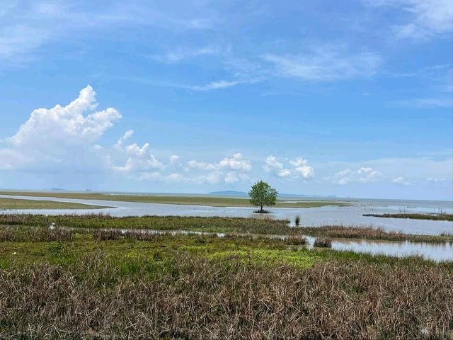 Through the Wetlands:Thailand's Iconic Ekacai Bridge
