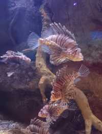 Sea Shell Aquarium Phu Quoc