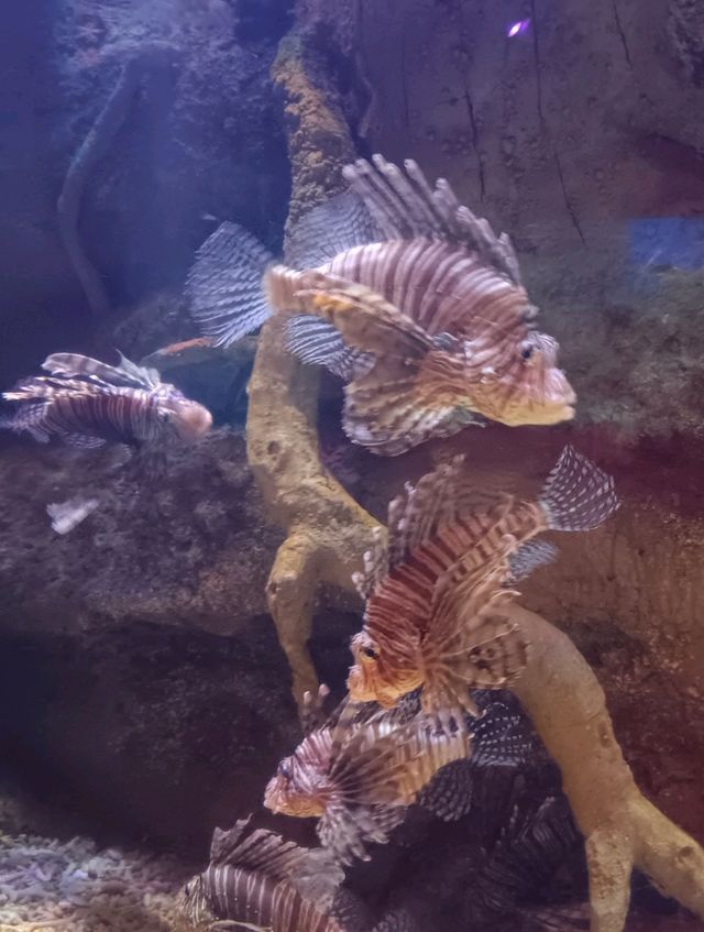 Sea Shell Aquarium Phu Quoc