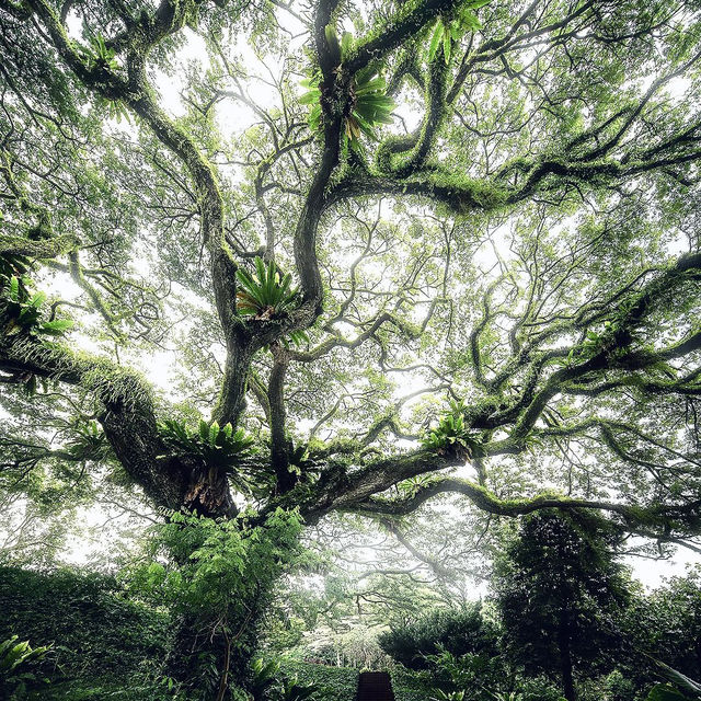 探秘新加坡福康寧公園，邂逅別樣風情🌳
