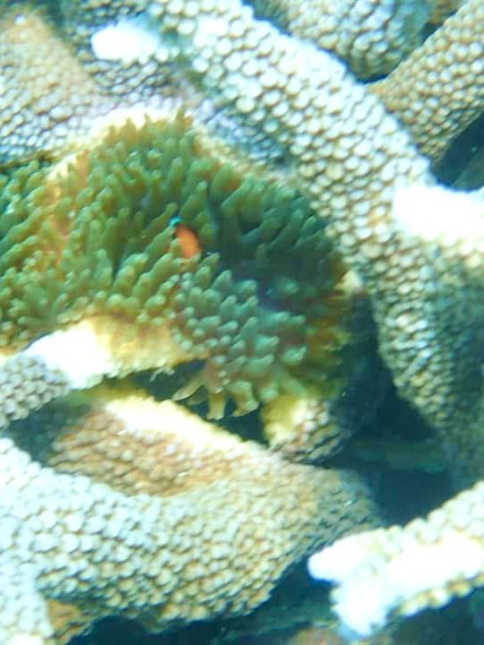 ニモに会える海、シミランで夢のようなシュノーケル体験を🐠🌊🎒