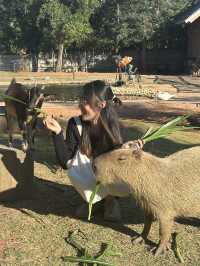 สวนสัตว์เล็กๆใกล้สนามบินขอนแก่น 🐱🐐🦫
