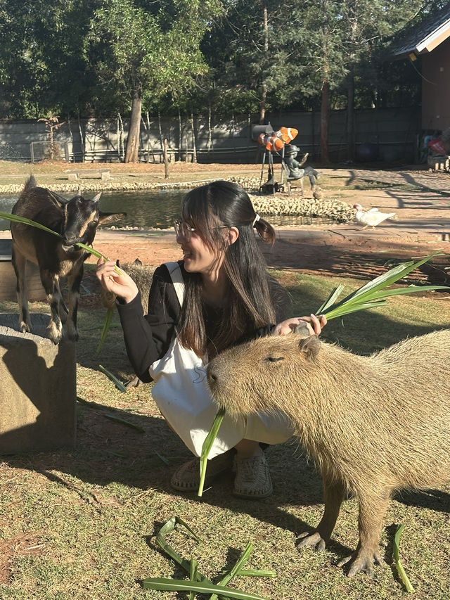 สวนสัตว์เล็กๆใกล้สนามบินขอนแก่น 🐱🐐🦫