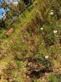 Busan Citizens Park: A Green Oasis in the Heart of the City