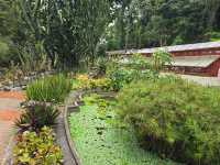 해외여행 브라질에서 가장 큰 식물원 Botanical Garden of Rio de Janeiro