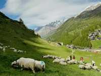 Zermatt Blacknose Sheep – The Cutest Locals in the Alps