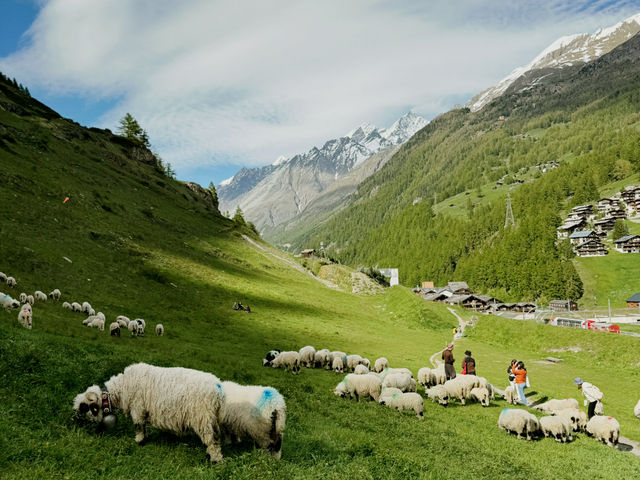 Zermatt Blacknose Sheep – The Cutest Locals in the Alps