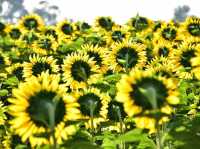 一面のヒマワリに心ときめく🌻✨ ロッブリーで季節限定の絶景を楽しもう！#ロッブリー #ヒマワリ畑 #タイ旅行