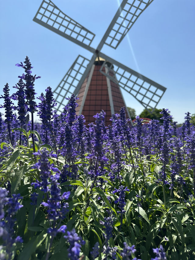 Gaze at seas of flowers 🌺 