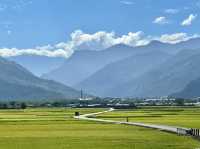 池上。金黃稻浪
