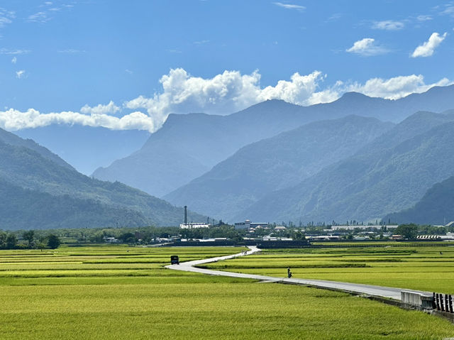 池上。金黃稻浪