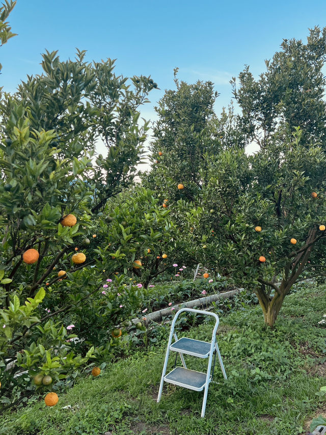 สวนส้มจินจู เชียงใหม่🍊