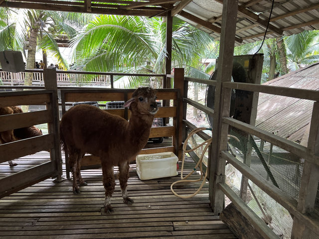 Farm In The City KL – A Fun and Hands-On Experience for the Whole Family