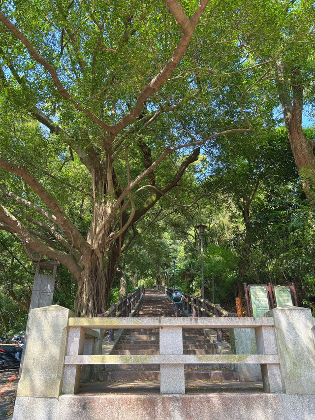 🚴‍♀️ 桃林鐵馬道：藏身虎頭山旁的森林單車路，一場綠意與時光的輕旅行
