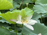 香港好去處 | 賞花 | 塱原自然生態公園 | 荷花